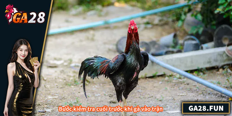 Bước kiểm tra cuối trước khi gà vào trận