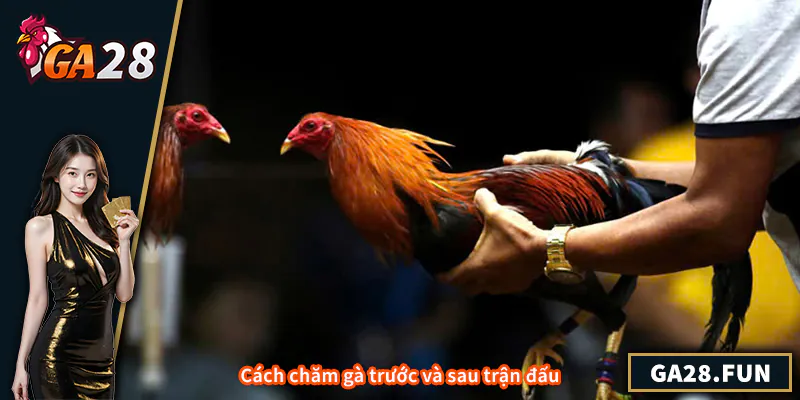 Cách chăm gà trước và sau trận đấu