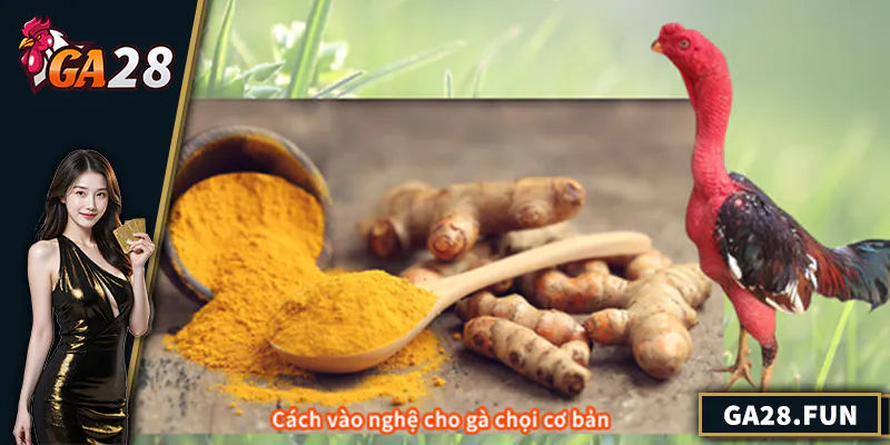 Cách vào nghệ cho gà chọi cơ bản