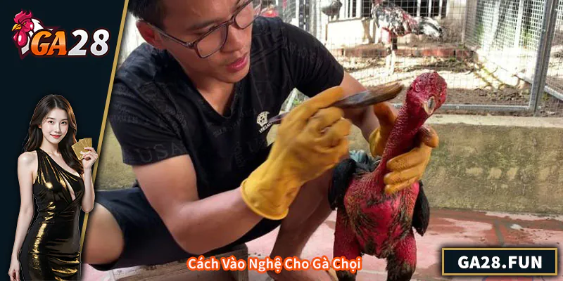 Cách Vào Nghệ Cho Gà Chọi - Kinh Nghiệm Huấn Luyện Hiệu Quả