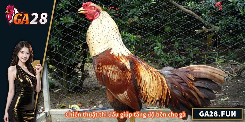 Chiến thuật thi đấu giúp tăng độ bền cho gà