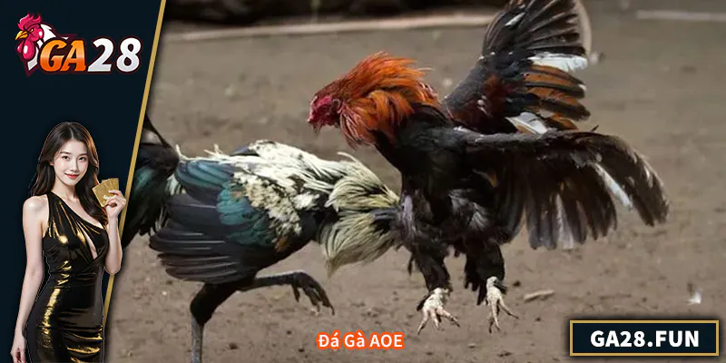 Đá Gà AOE - Trải Nghiệm Nhà Cái Uy Tín Và Sôi Động Nhất