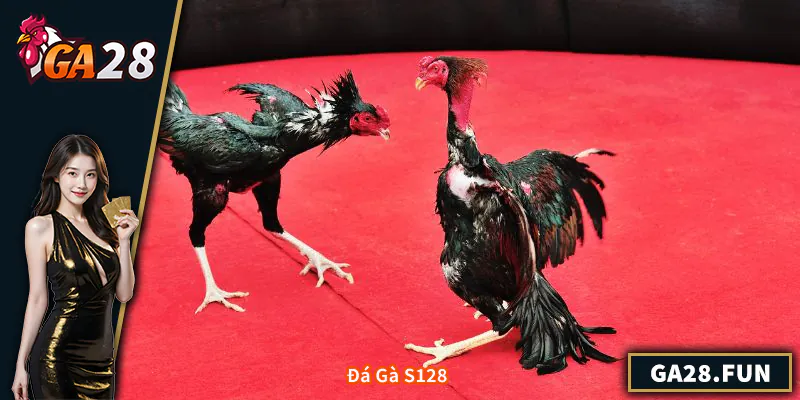 Đá Gà S128 - Trải Nghiệm Cá Cược Trực Tiếp Uy Tín
