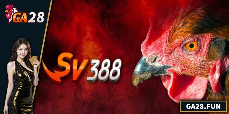 Đá Gà SV388 - Nhà Cái Uy Tín Cho Người Chơi Chuyên Nghiệp
