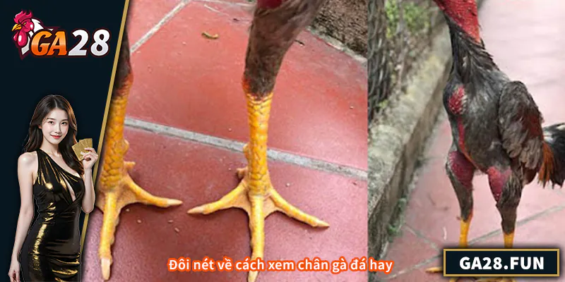 Đôi nét về cách xem chân gà đá hay