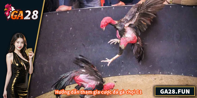 Hướng dẫn tham gia cược đá gà chọi C1