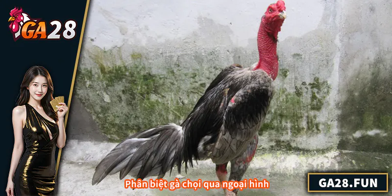 Phân biệt gà chọi qua ngoại hình