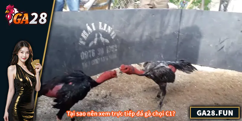 Tại sao nên xem trực tiếp đá gà chọi C1?