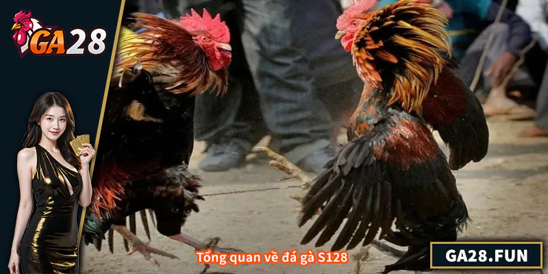 Tổng quan về đá gà S128