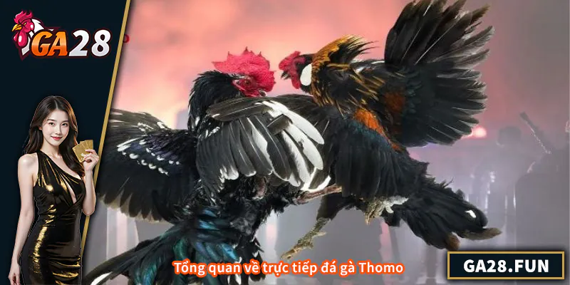 Tổng quan về trực tiếp đá gà Thomo