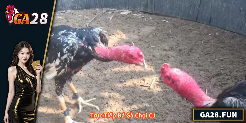 Trực Tiếp Đá Gà Chọi C1 – Trải Nghiệm Kịch Tính Mỗi Trận Đấu