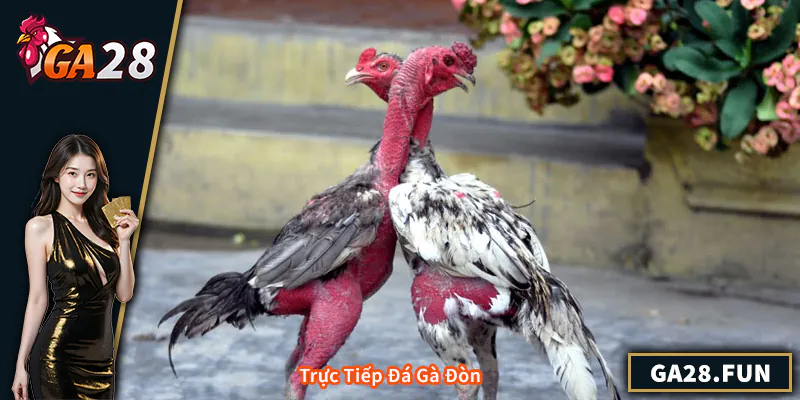 Trực Tiếp Đá Gà Đòn - Trải Nghiệm Sân Chơi Uy Tín Và Hấp Dẫn