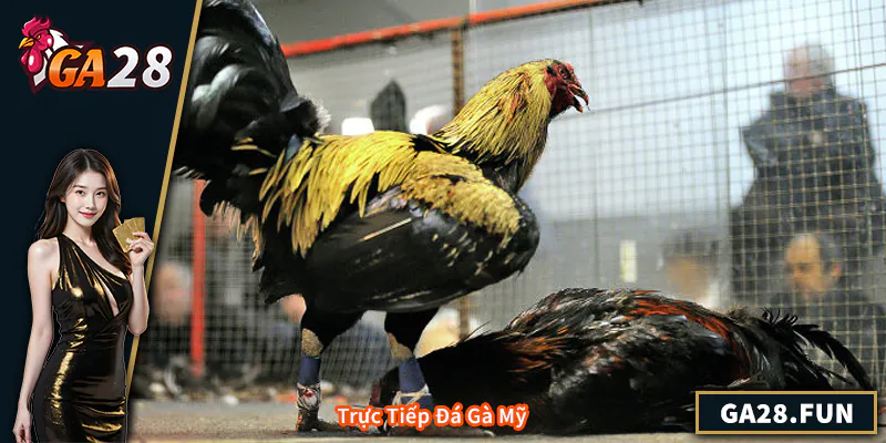 Trực Tiếp Đá Gà Mỹ - Hướng Dẫn Chi Tiết Và Kinh Nghiệm Xem