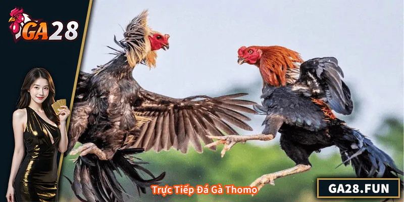 Trực Tiếp Đá Gà Thomo - Hướng Dẫn Toàn Diện Cho Người Chơi