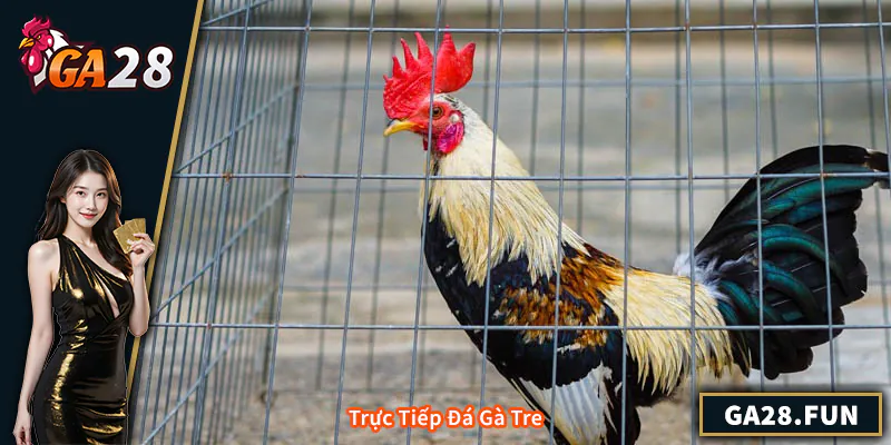 Trực Tiếp Đá Gà Tre - Hướng Dẫn Xem Và Cược Chuẩn Nhất