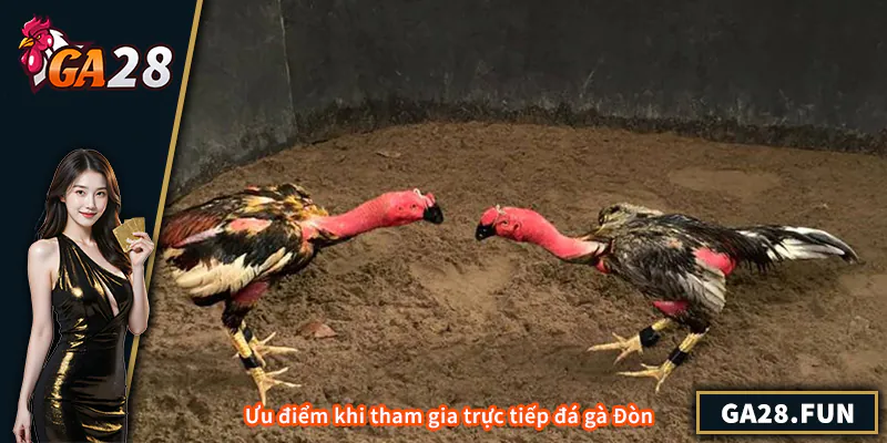 Ưu điểm khi tham gia trực tiếp đá gà Đòn